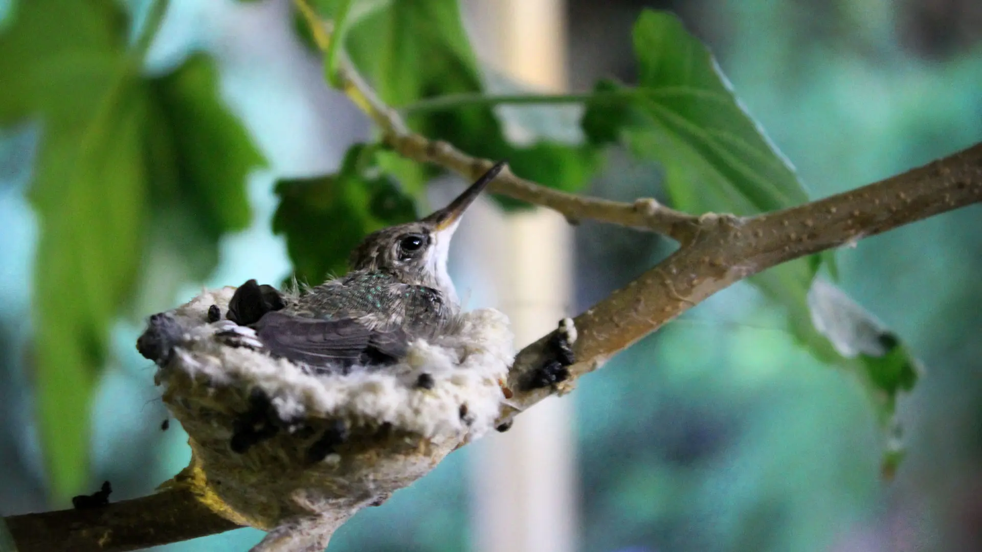 Baby Hummingbirds